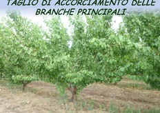 Il taglio di accorciamento delle branche principali potrebbe rientrare tra gli interventi di potatura di produzione di fine estate-inizio autunno.
