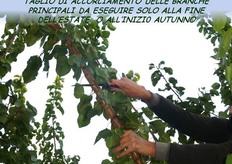 Si potrebbe interrompere la corsa del leader, capitozzatura della branca primaria, esclusivamente nel periodo autunnale. La fase ottimale potrebbe essere quando le piante hanno raggiunto l'altezza di 2,50-2,80 m, per impianti con sesti di 5,0 m x 3,0 - 3,5 m, e cinque o sei anni di eta'.