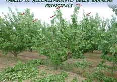 "Con il taglio dei leaders, ("topping"), si rinuncia alla flessibilita' delle branche principali. Pertanto il "topping" andrebbe praticato solo quando le branche principali hanno raggiunto l'inclinazione desiderata."