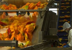 Lavorazione dei peperoni. (Foto Orogel)