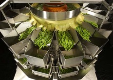 Particolare della lavorazione dei fagiolini. (Foto Orogel)