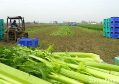 Visita all'azienda Giorgetti dei fratelli Giorgio e Roberto, che insieme coltivano 8 ettari di sedano, destinato perlopiu' alla surgelazione e il resto al consumo fresco, in entrambi i casi consegnato a Orogel.