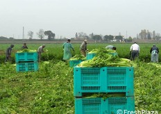 La raccolta e' effettuata manualmente a causa delle recenti piogge che hanno appesantito il terreno impedendo l'accesso in campo delle macchine raccoglitrici.