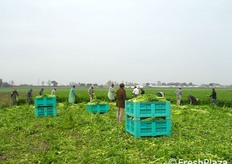 Di spalle Davide Vernocchi, presidente ApoConerpo, che ha accompagnato i giornalisti nelle visite in campo.