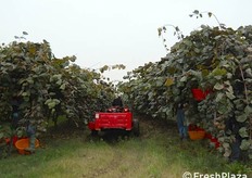 Si passa a Faenza, per la visita alla Soc. Agr. La Magione di Claudio Cantagalli e figlio dove si coltiva prevalentemente kiwi della varieta' Hayward.