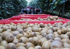 Ultimi giorni di raccolta per Hayward che verra' conferito ad Agrintesa.