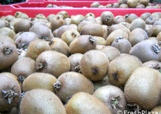 Ottima qualita' e calibri soddisfacenti.