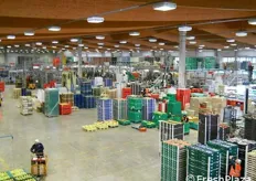 Visuale dall'alto del magazzino di Bagnacavallo (RA): 33.700 metri quadrati di superficie coperta in cui si lavorano circa 400.000 quintali di frutta: pesche, nettarine, mele, pere e susine.