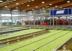 La divisione per colore delle mele nell'impianto Unitec.
