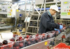 Confezionamento in cestini delle susine.