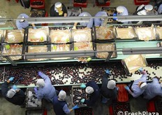 Linea di lavorazione susine. Le susine Angeleno, raccolte a fine agosto, sono distribuite in Europa e oltremare.