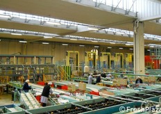 Lo stabilimento di Castel Bolognese (RA), interamente dedicato al kiwi. Dei 400.00 quintali di kiwi prodotto da Agrintesa, 300.000 sono lavorati in questo sito che ne puo' stoccare fino a 200.000.