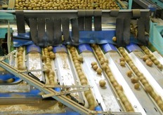 Lavorazione del kiwi.