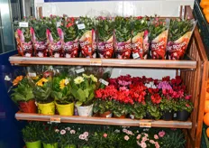 Nel reparto dei freschi non mancano fiori e piante ornamentali.