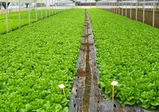 Le lattughe Gautier sono state trapiantate nel campo dimostrativo il 19 novembre 2013. La densità d'impianto e' di 35x35 cm su pacciamatura microforata e impianto di irrigazione per aspersione.