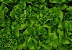 A463 - Lattuga a cespo aperta voluminosa Colore verde medio brillante. Fondo piatto, sano e taglio medio-piccolo. Buona tenuta al Tip Burn e alla sovramaturazione. Varieta' consigliata per trapianti al Sud Italia dal 25 ottobre al 31 gennaio. Resistenze (HR): bremia Bl: 1 - 31.