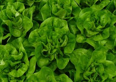 A866 - Elegante e pesante. Pianta molto voluminosa e ben strutturata, a testa aperta, molto piena e pesante. Foglia liscia e spessa, di colore verde brillante. Ottima la qualita' del fondo. Adatta sia al mercato fresco. Si caratterizza per la sua voluminosita' e si adatta bene soprattutto nei trapianti tra 10 novembre al 20 dicembre Resistenze (HR): Bremia Bl:1 - 31