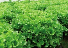 Amalfis (Test) - Batavia per l'autunno e la primavera. Lattuga batavia con cespo aperto e voluminoso. Foglia spessa e bollosa a margine ondulato. Fondo semiconico, ben chiuso, con poco scarto e taglio medio-piccolo. Facilità di raccolta e di lavorazione. Buona tenuta al Tip Burn. Varieta' consigliata per raccolte d'autunno, inizio inverno e inizio primavera. Resistenze: Bremia razze Bl: 1 - 28, 30, 31.