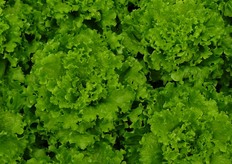 H817 E' una lattuga batavia, pianta di media vigoria e volume buono in tutte le condizioni. La foglia, dal colore verde medio, e' riccia e finemente bollosa. La foglia e' molto plastica e facile da maneggiare. Ottima la qualita' del fondo, conico, con taglio ridotto e sempre ben chiuso e pieno. Si adatta bene a tutto il ciclo autunno-invernale. Resistenze (HR): bremia Bl:1 -31.