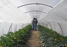All'incontro hanno partecipato vari produttori, agronomi, rivenditori di mezzi agricoli e vivaisti della zona di Siracusa e Ragusa.