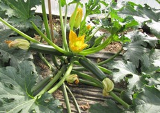 La varieta' Tecla e' caratterizzata da una pianta di medio vigore e compatta con internodi corti, sopporta bene le escursioni termiche notte/giorno tipiche del Sud Italia.