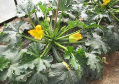 Forte interesse ha ottenuto la presentazione di questa nuova zucchina verde scura per i trapianti autunnali (da fine settembre a novembre) e primaverili (da marzo ad aprile).