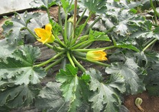 Tecla F1 ha un'elevata produttivita'.