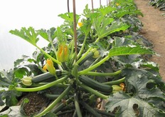 I frutti presentano un'alta uniformita' e un colore verde scuro.