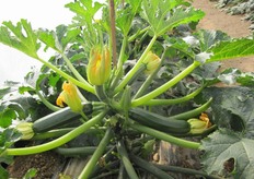 La cultivar si distingue per un'elevata conservabilita' post-raccolta (Long Shelf Life-LSL) ai livelli piu' alti del mercato.