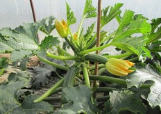 Fondamentale caratteristica della zucchina Tecla F1 e' la presenza di un peduncolo ampio, che facilita la raccolta.