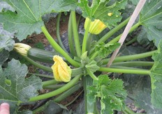 Resistenze: IR:Gc/Px ; ZYMV.