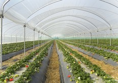 E' partito il Candonga Tour: viaggio nel Metapontino, nelle aziende del Club Candonga.