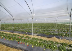 Tappa nella Suriano&Casalnuovo, prima in Italia a puntare - sin dal 2004 - sulla coltivazione della fragola Candonga.