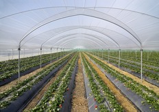 L'azienda, guidata da Carmela Suriano (direttore marketing), Rocco Suriano (direttore produzione) e Pasquale Casalnuovo (direttore commerciale), apre i campi a fotografi e videomaker per svelare i segreti della produzione della fragola piu' sensuale d'Italia.