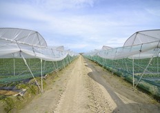 Quaranta ettari tenuti come un giardino nella piana del Metapontino (Basilicata), esattamente a Policoro (MT), per una produzione attesa di 2.000 tonnellate.