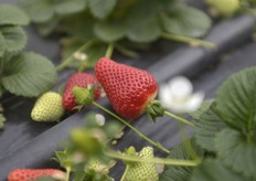 La Candonga, per la sua forma, l'aspetto sodo, il colore vivace, e' in grado di ingenerare dolci aspettative sensoriali che non vengono certo disattese quando la si assapora.