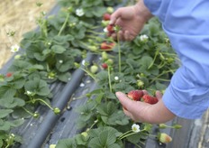 La dolcezza rilevata e' pari a 10,2 gradi Brix. Il minimo richiesto e' di 6,5 ma la Suriano&Casalnuovo ha adottato una disciplina interna che fissa come valore base 7,5.