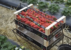 Il confezionamento avviene praticamente sul campo ad opera di manodopera specializzata.