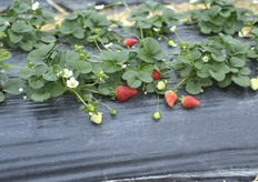 "La "durezza" registrata dagli agronomi e' di 750. La performance raggiunta dalla fragola "top quality", anche in questo caso, eccelle se si considera che il valore minimo richiesto per accedere ai mercati e' 350."