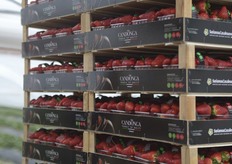 "Il packaging riporta la nuova identita' visiva della fragola Candonga, che la distingue dalle "false candonga"; l'etichetta e' molto chiara e attraverso il codice produttore i consumatori possono risalire all'azienda del Club Candonga che ha prodotto la fragola top quality."