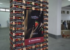 "Dopo la raccolta, il confezionamento, i test e l'imballaggio - curato nei minimi dettagli affinche' sia assicurata l'aerazione della Candonga - in meno di 24 ore la fragola "top quality" e' sulle tavole degli italiani per essere gustata in totale sicurezza."