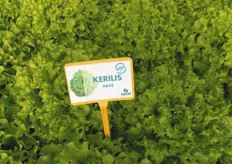KERILIS (H642) varieta' di lattuga gentile in prova nelle principali aziende del Nord Italia nella campagna 2013-14, ha destato molto interesse tra i produttori per i trapianti autunnali e primaverili. Resistenze (HR) Bl: 1-31, Nr:0