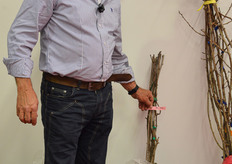 Renato Spada mostra una pianta di Kiwi Arguta (baby kiwi) e sottolinea che ci sono diverse varieta' di questo frutto, in termini di colore, facilita' di allevamento e pezzatura.