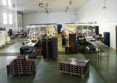 Dal 2012, Vittoria Tomatoes dispone di uno stabilimento di confezionamento di 1.000 mq (zona di lavorazione coperta), che conta 2 linee di imballaggio.