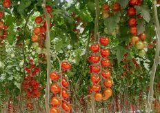 Vittoria Tomatoes e' in grado di fornire pomodoro ciliegino durante tutto l'anno, grazie a particolari serre che permettono un'ombreggiatura uniforme.