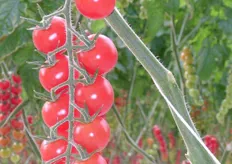 "Vittoria Tomatoes e' una delle tre aziende in Sicilia esclusiviste del pomodoro "Piccolo", dolcissima varieta' di ciliegino, con un calibro variabile dai 20 ai 35 mm e un grado zuccherino dai 7 gradi Brix in su."