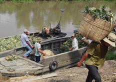 Le produzioni principali del Vietnam sono concentrate nella zona di Ho Chi Min sulla delta del Mekong e nella zona nord del paese presso il Red River. I principali prodotti che si coltivano sono, dragon fruit, frutto della passione, rambutan, ananas, jackfruit, pomelo, coconuts, mango. Quasi tutti questi prodotti sono coltivati tutto l'anno.