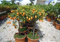 Alcune piante da frutto esposte dal vivaio di Francesco Guidara.