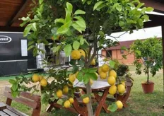 Le piante di limone del vivaio di Santo Giardina.