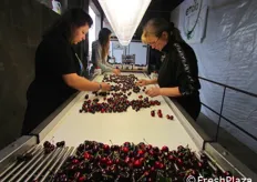 Selezione dei frutti nel magazzino aziendale. Antonio Ambroso ha perfezionato la macchina per la calibratura delle ciliegie.